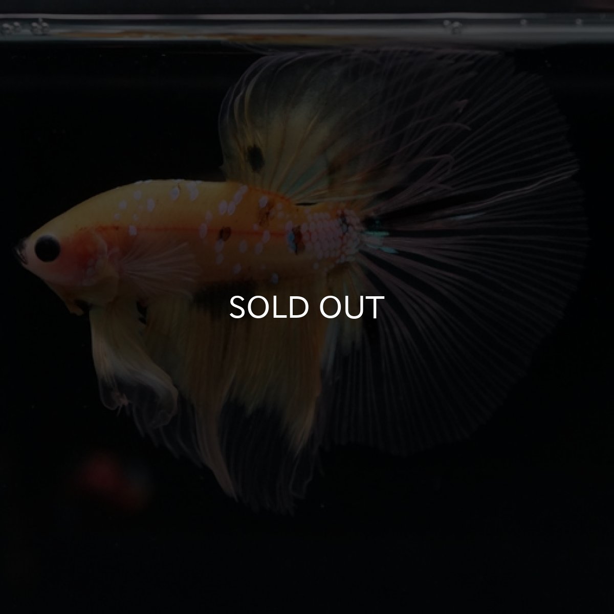 画像7: HM　イエロータイガー　クリアフィン (7)