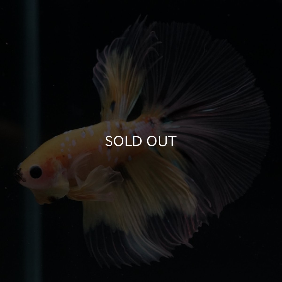 画像5: HM　イエロータイガー　クリアフィン (5)