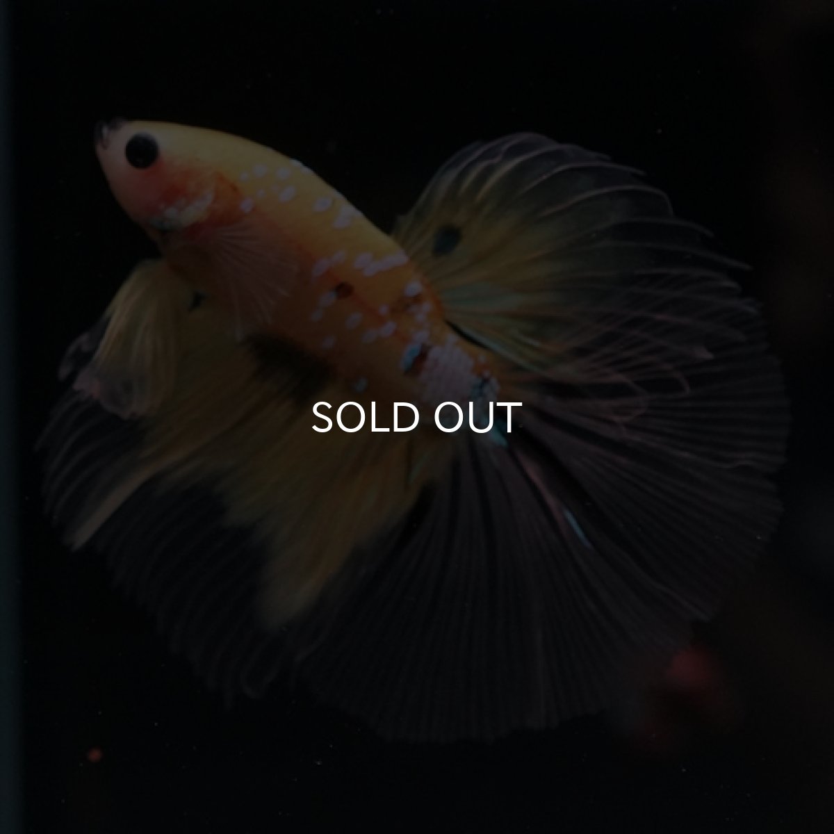 画像3: HM　イエロータイガー　クリアフィン (3)