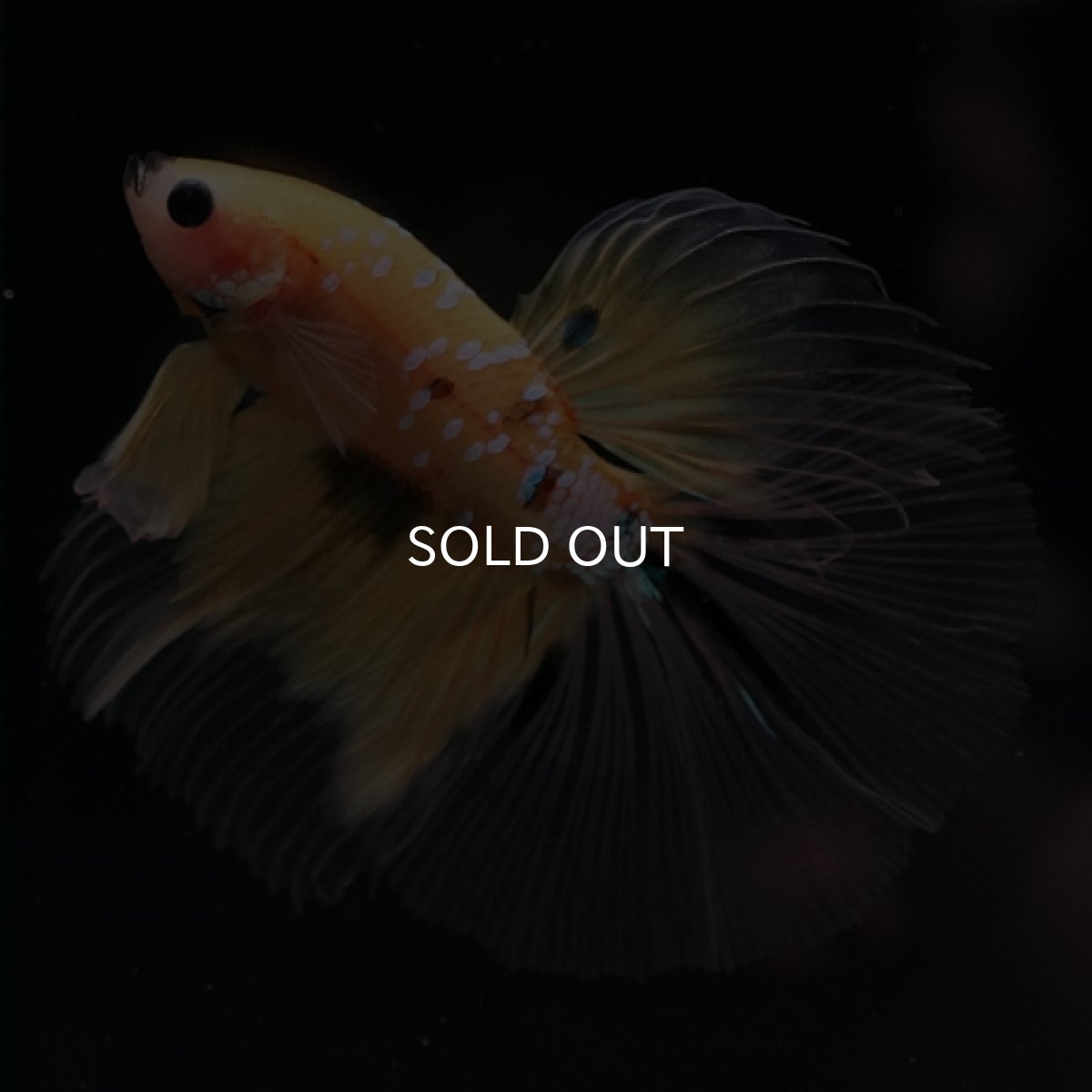 画像4: HM　イエロータイガー　クリアフィン (4)