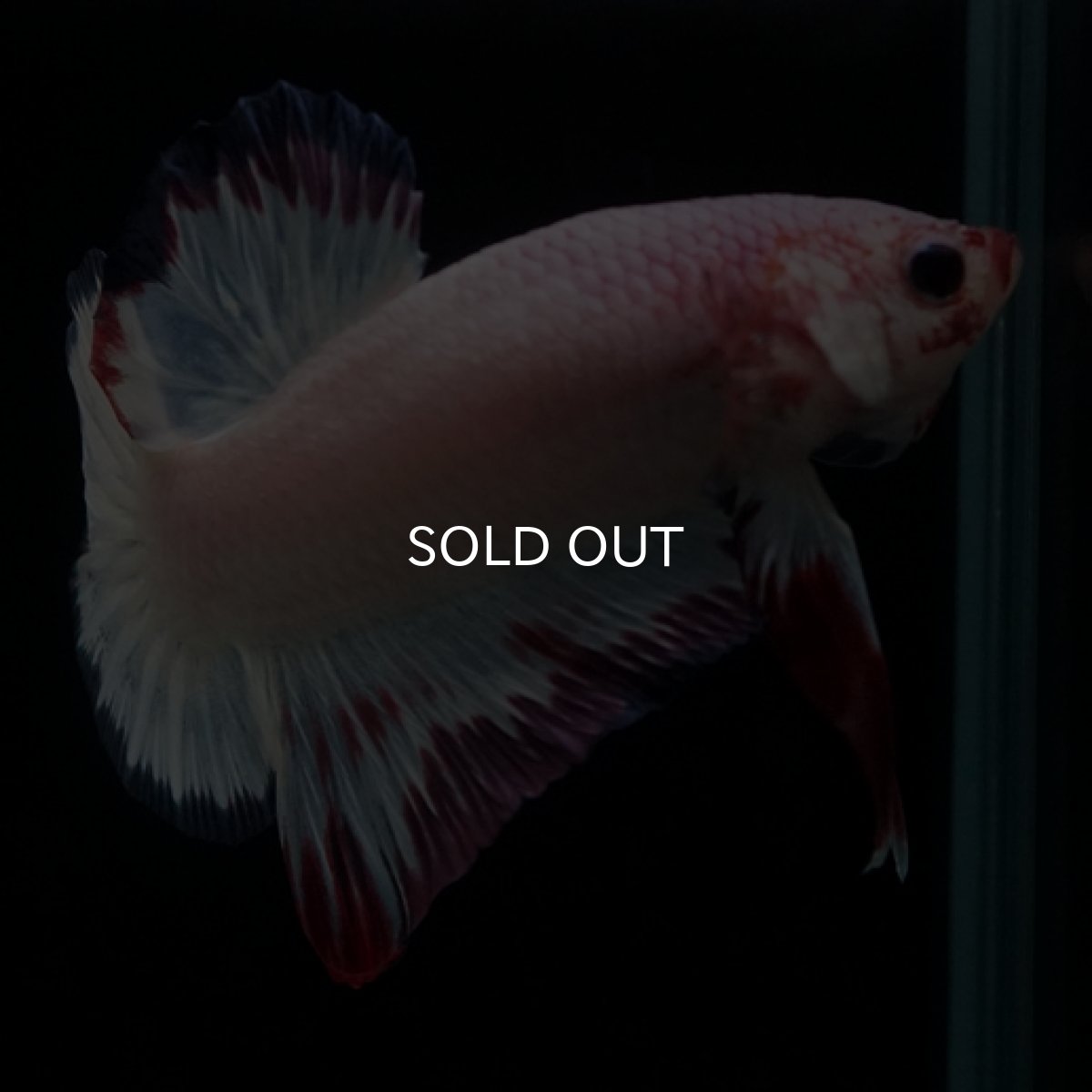 画像7: HMPK　ホワイトファンシー (7)