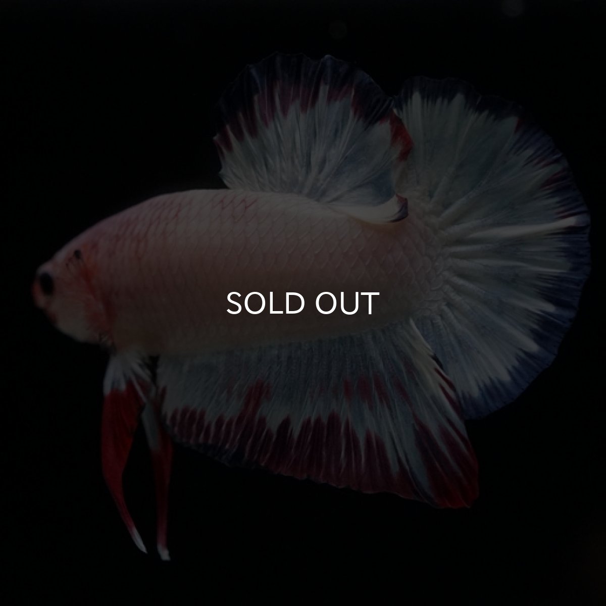 画像4: HMPK　ホワイトファンシー (4)