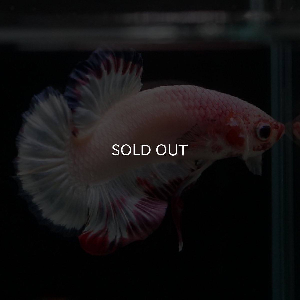 画像3: HMPK　ホワイトファンシー (3)