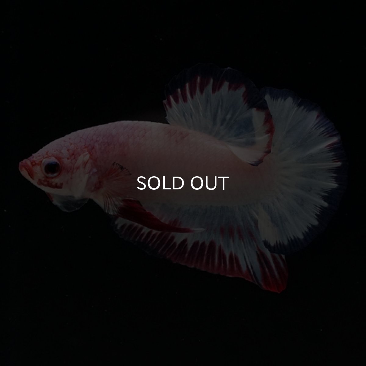 画像2: HMPK　ホワイトファンシー (2)