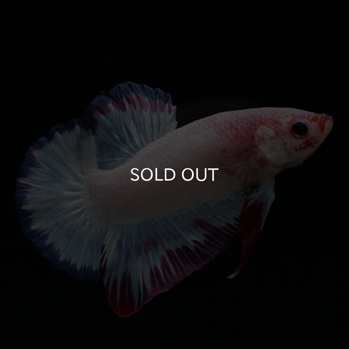 画像6: HMPK　ホワイトファンシー (6)