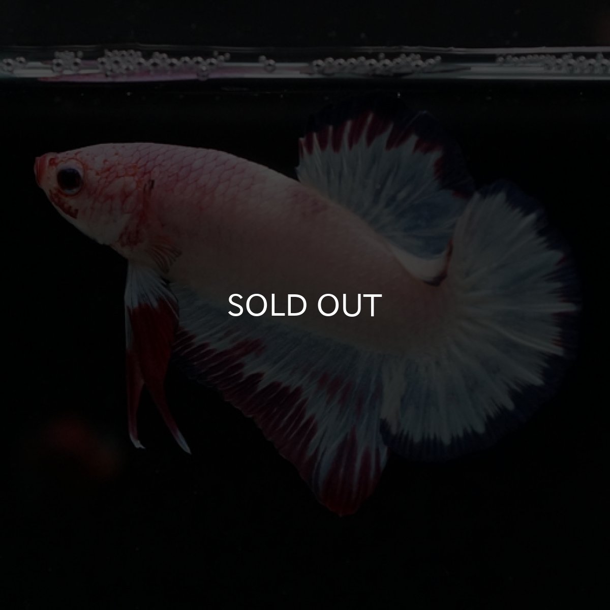 画像5: HMPK　ホワイトファンシー (5)