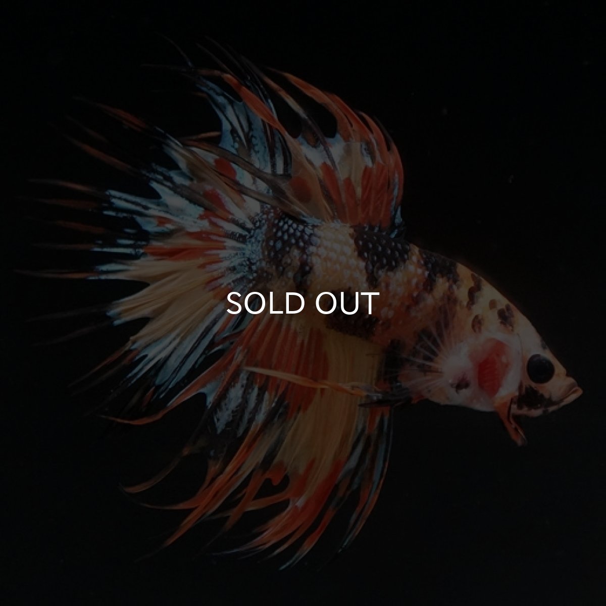 画像10: CT オレンジキャンディギャラクシー (10)