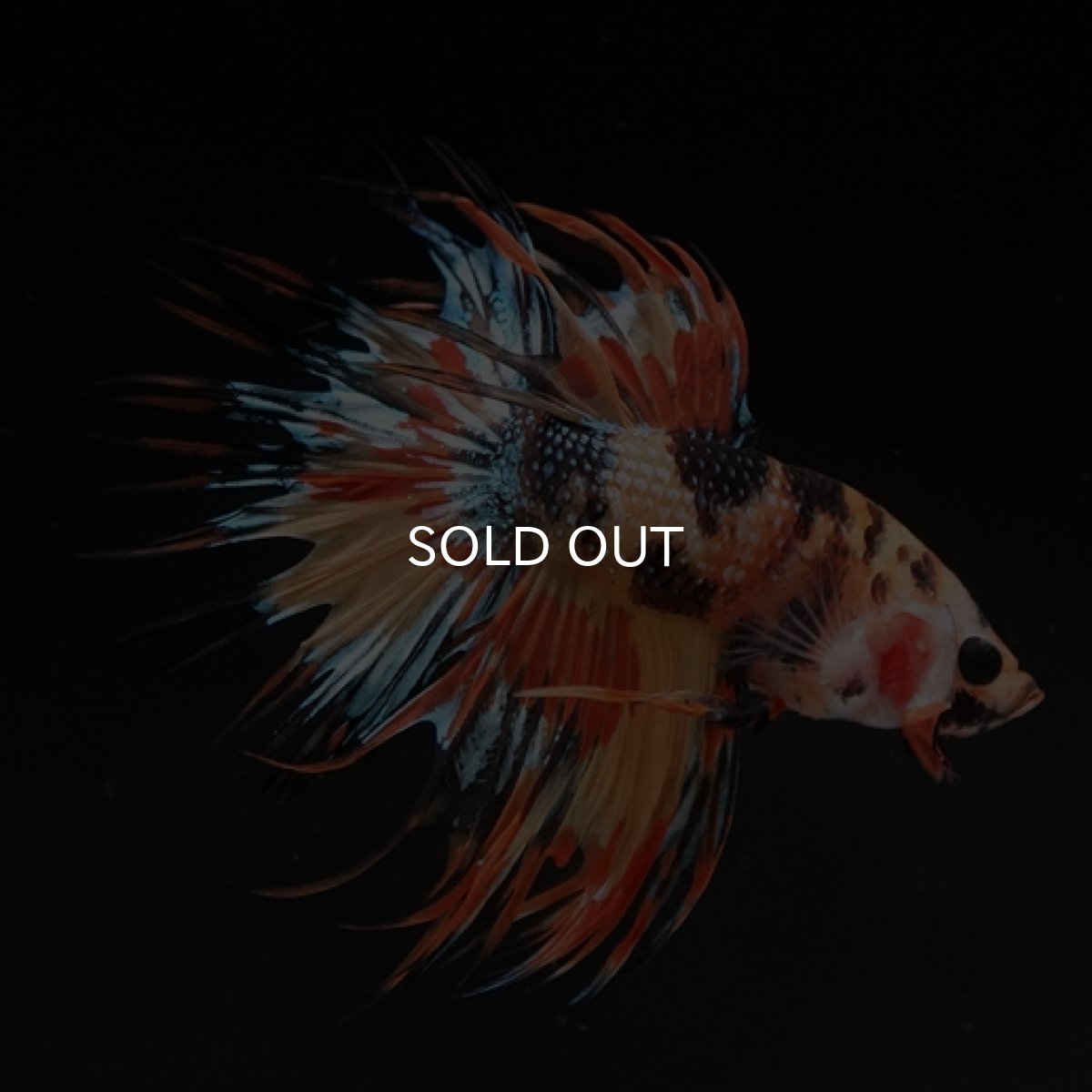 画像9: CT オレンジキャンディギャラクシー (9)