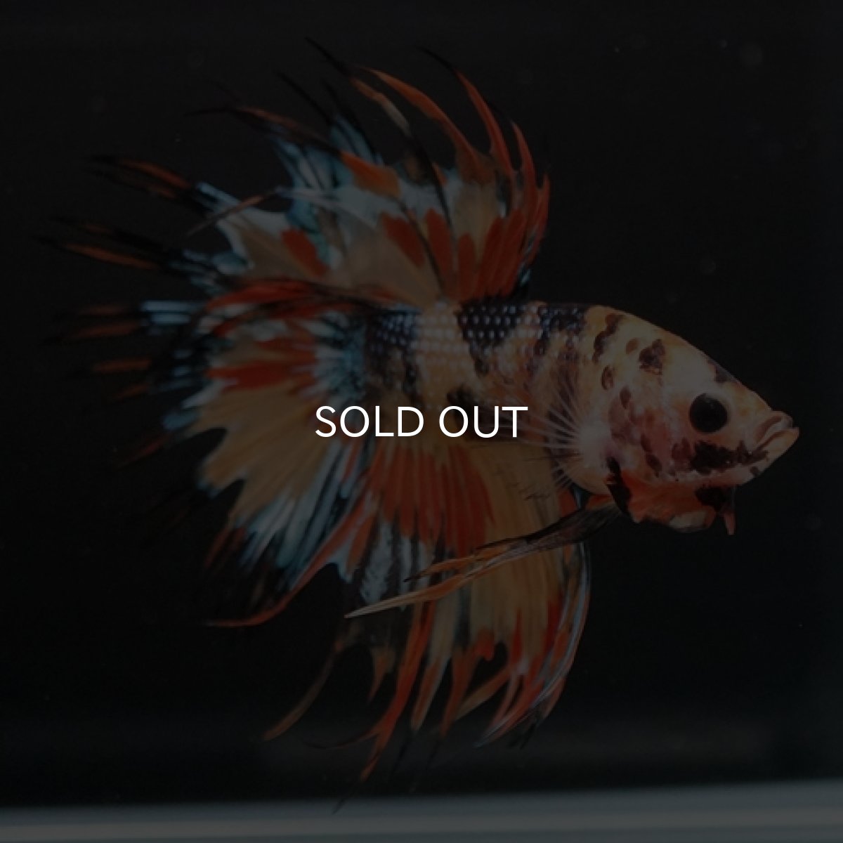 画像8: CT オレンジキャンディギャラクシー (8)