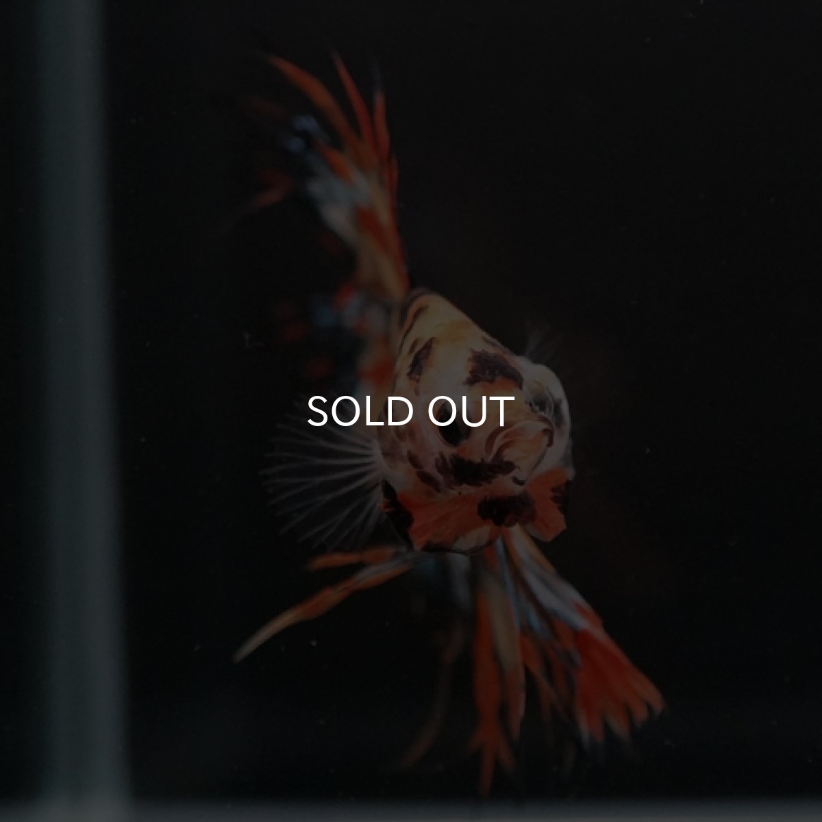 画像7: CT オレンジキャンディギャラクシー (7)