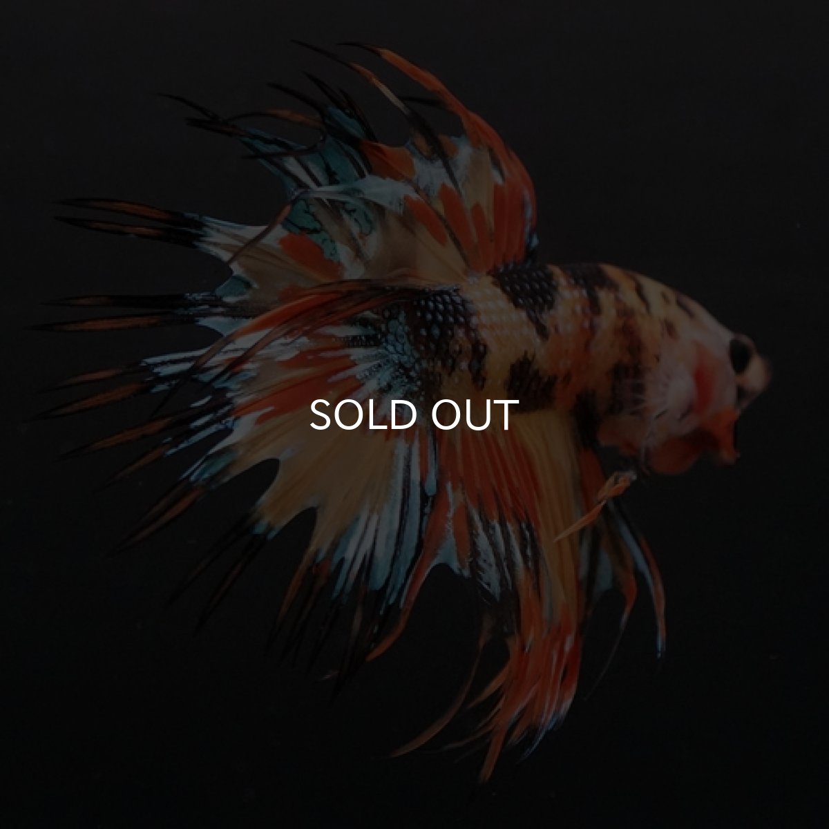 画像6: CT オレンジキャンディギャラクシー (6)