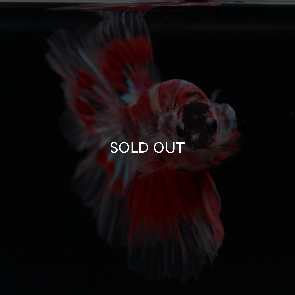 画像7: HM　ファンシーレッド ローズテール (7)