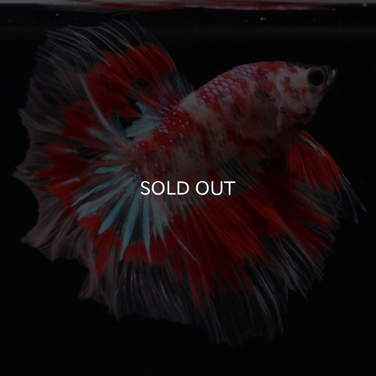 画像6: HM　ファンシーレッド ローズテール (6)