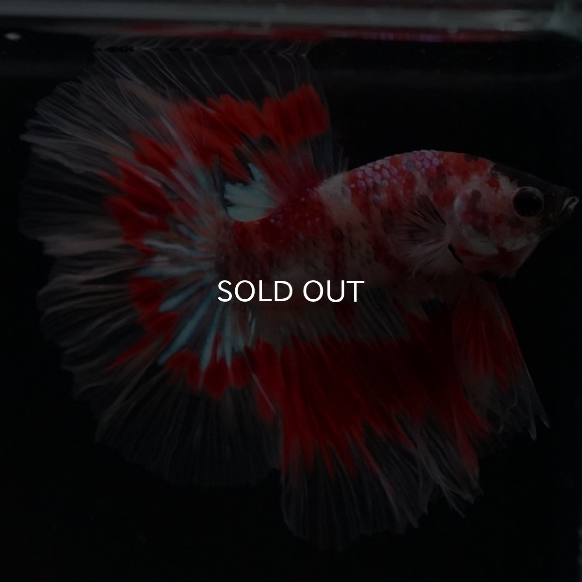 画像5: HM　ファンシーレッド ローズテール (5)