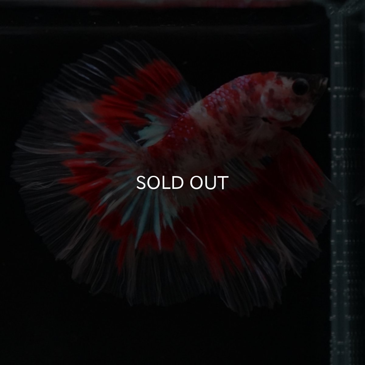 画像4: HM　ファンシーレッド ローズテール (4)