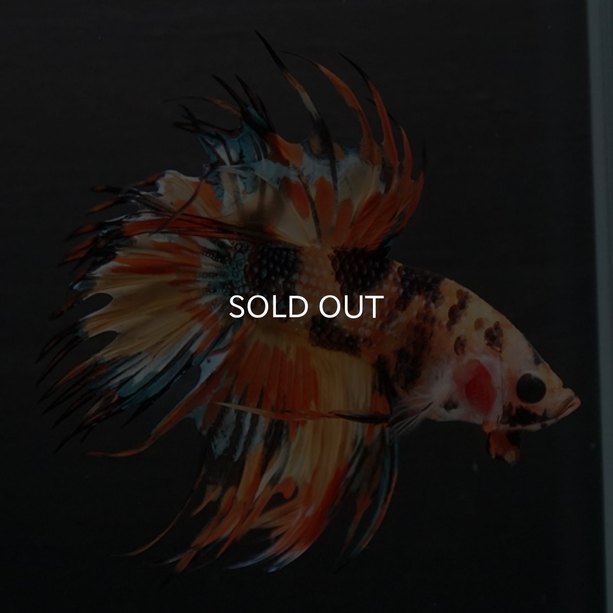 画像5: CT オレンジキャンディギャラクシー (5)