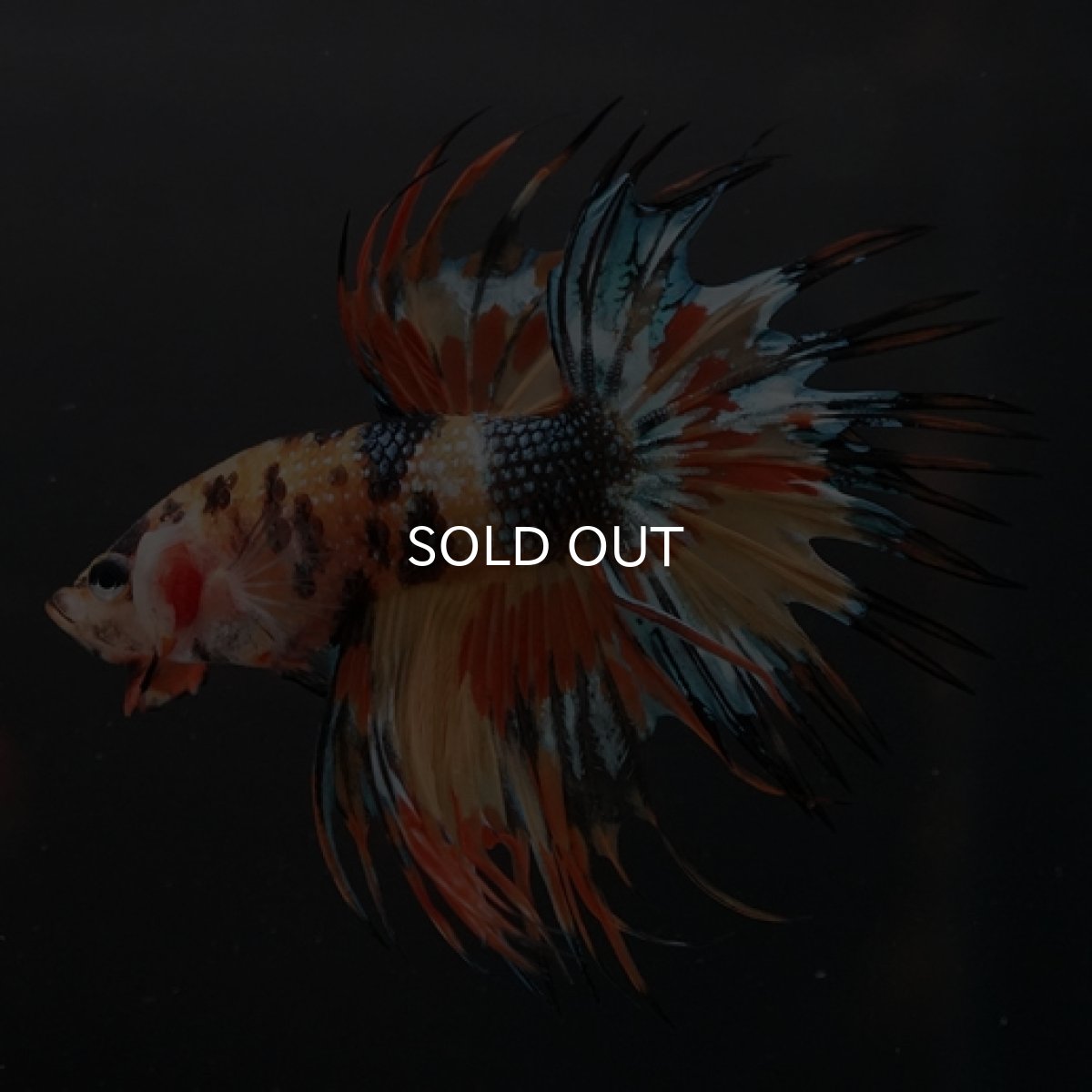 画像2: CT オレンジキャンディギャラクシー (2)