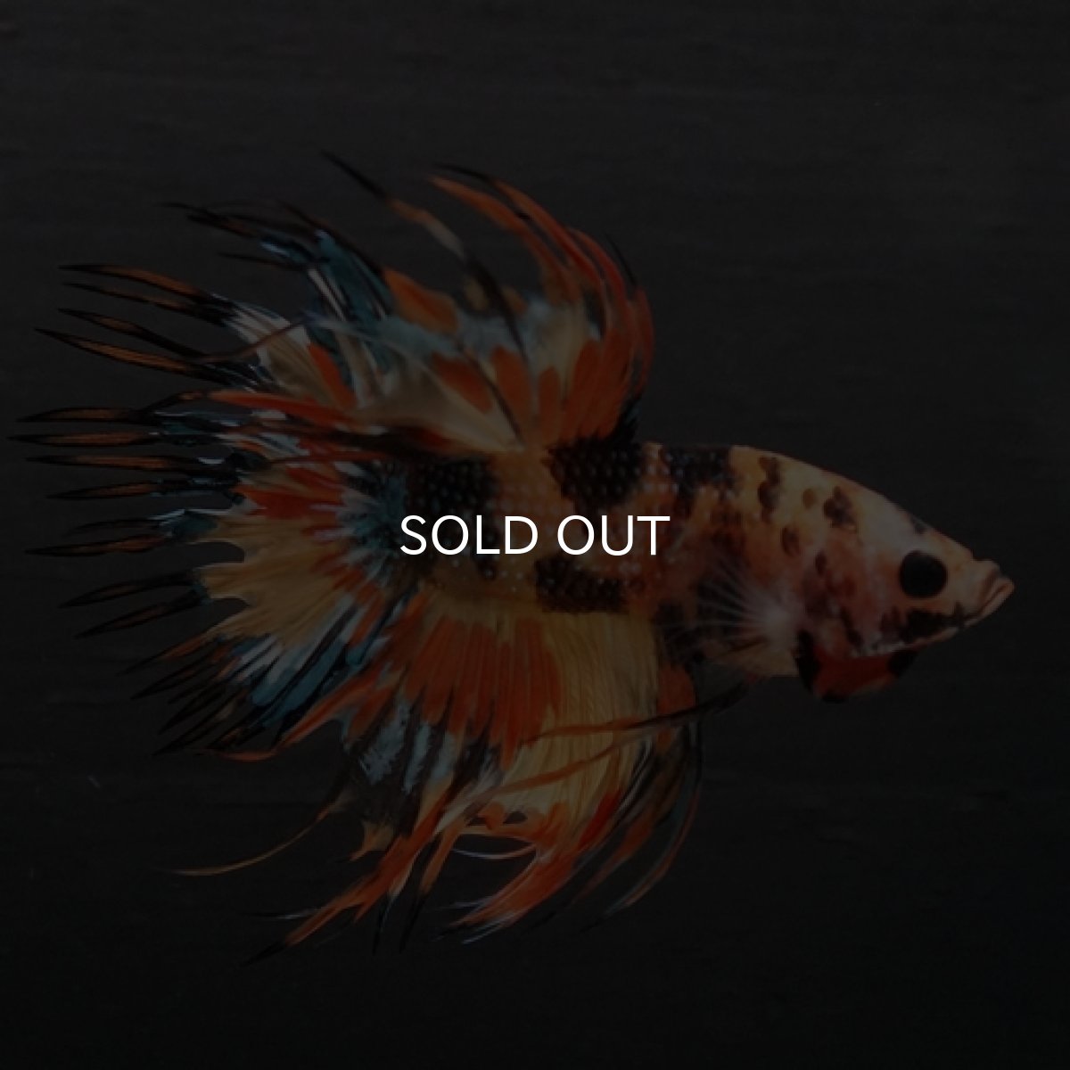 画像4: CT オレンジキャンディギャラクシー (4)