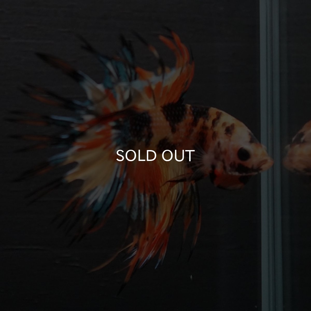 画像3: CT オレンジキャンディギャラクシー (3)