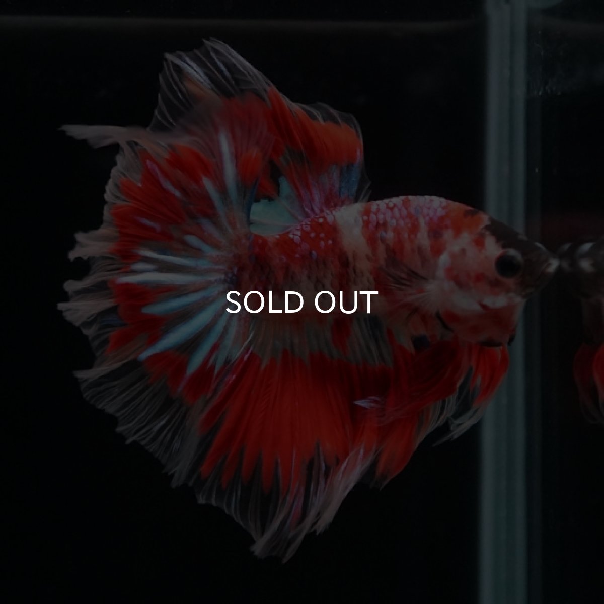 画像3: HM　ファンシーレッド ローズテール (3)