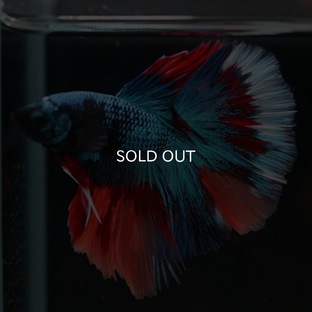 画像3: HM ブラックキャンディ (3)