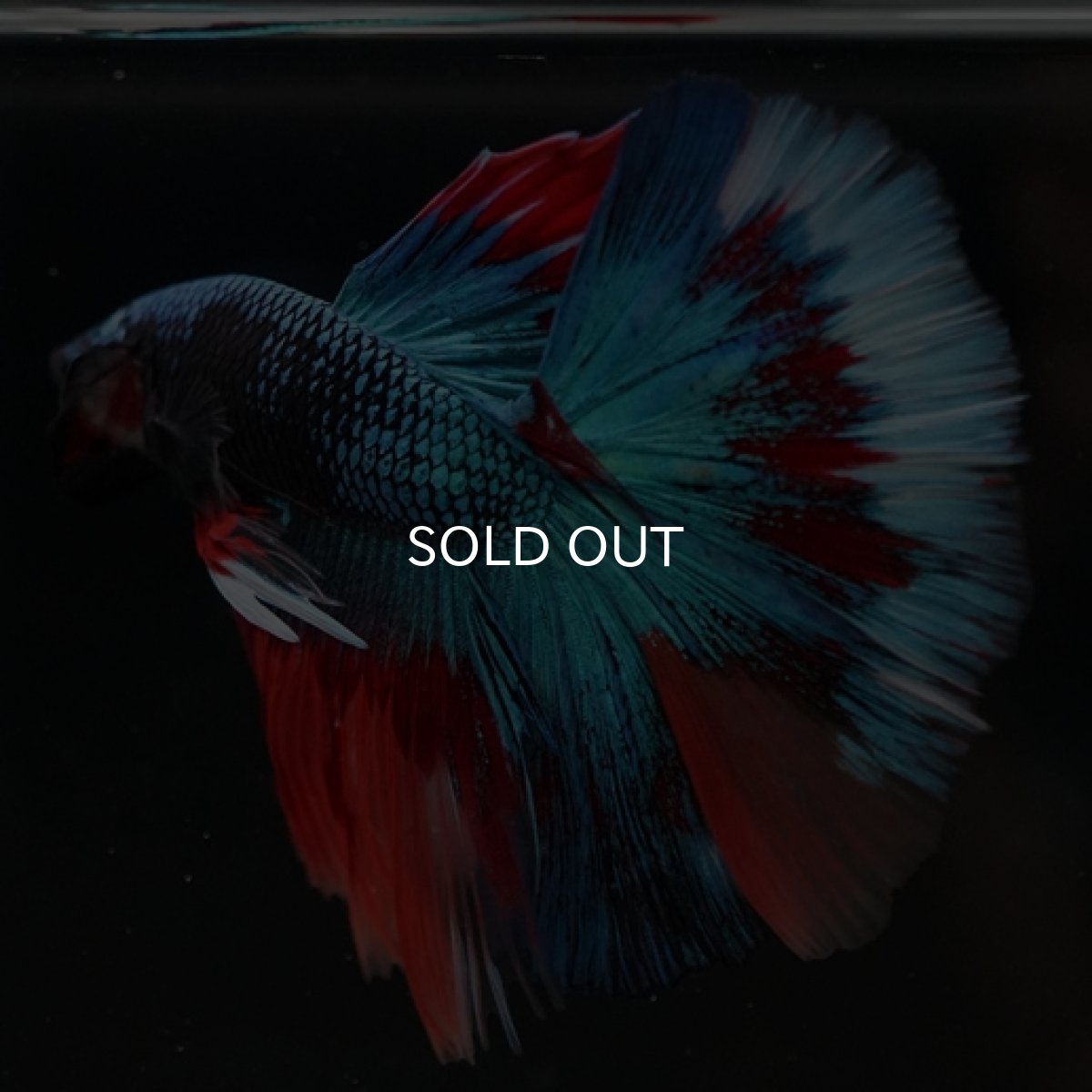 画像2: HM ブラックキャンディ (2)