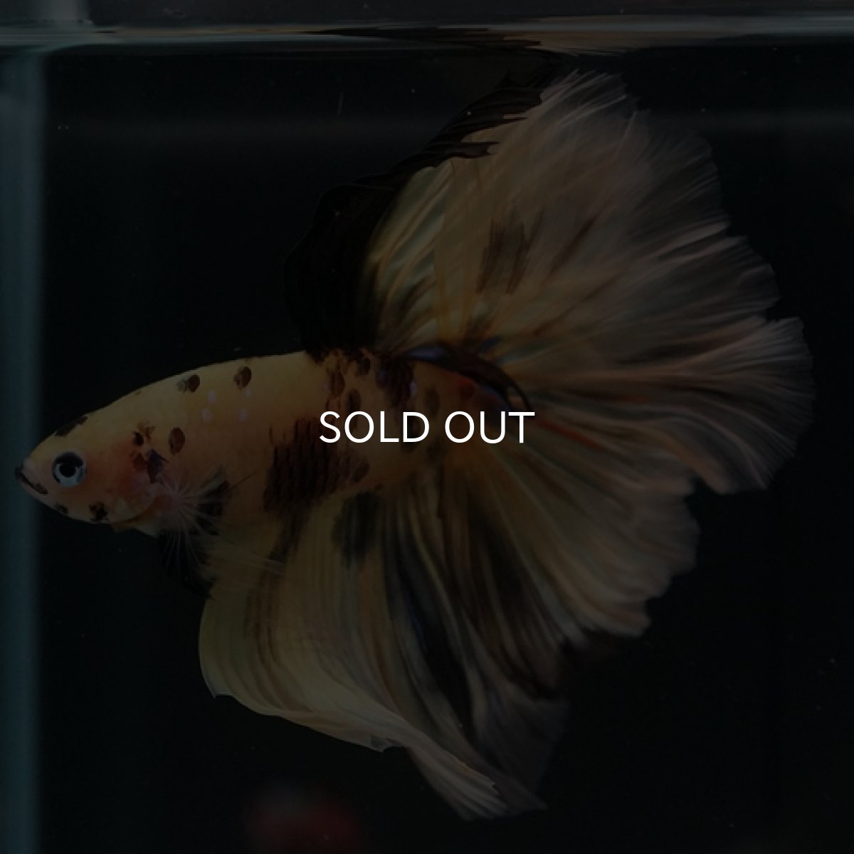 画像7: HM イエロータイガー (7)