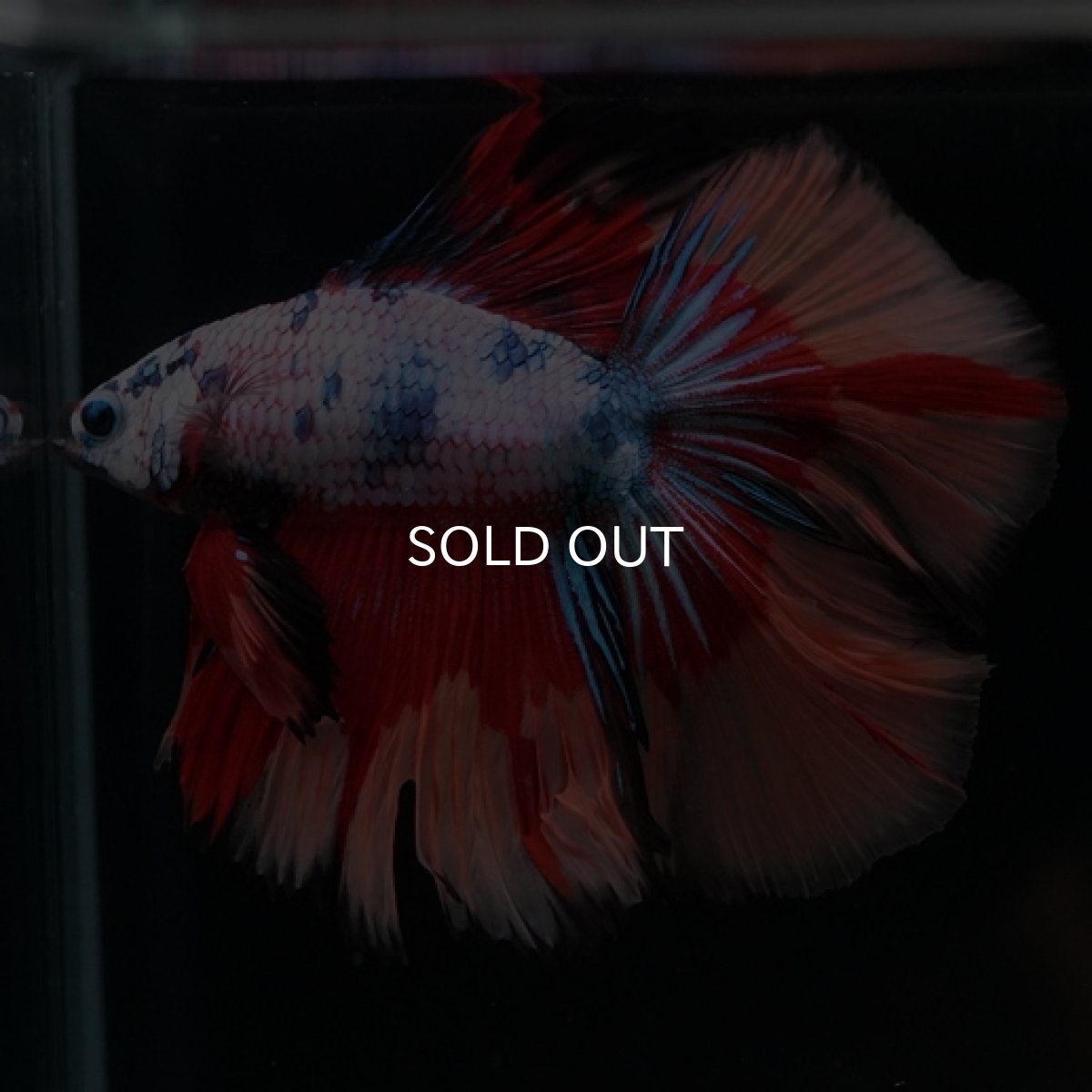 画像14: DTHM　キャンディレインボー (14)