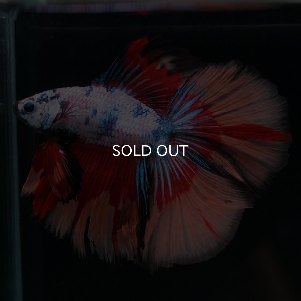 画像13: DTHM　キャンディレインボー (13)