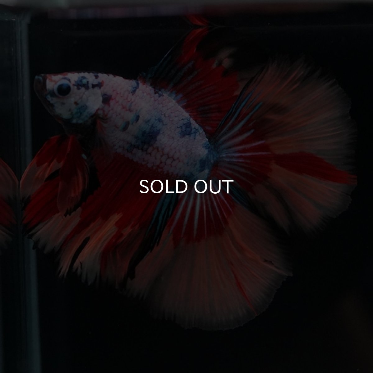 画像12: DTHM　キャンディレインボー (12)