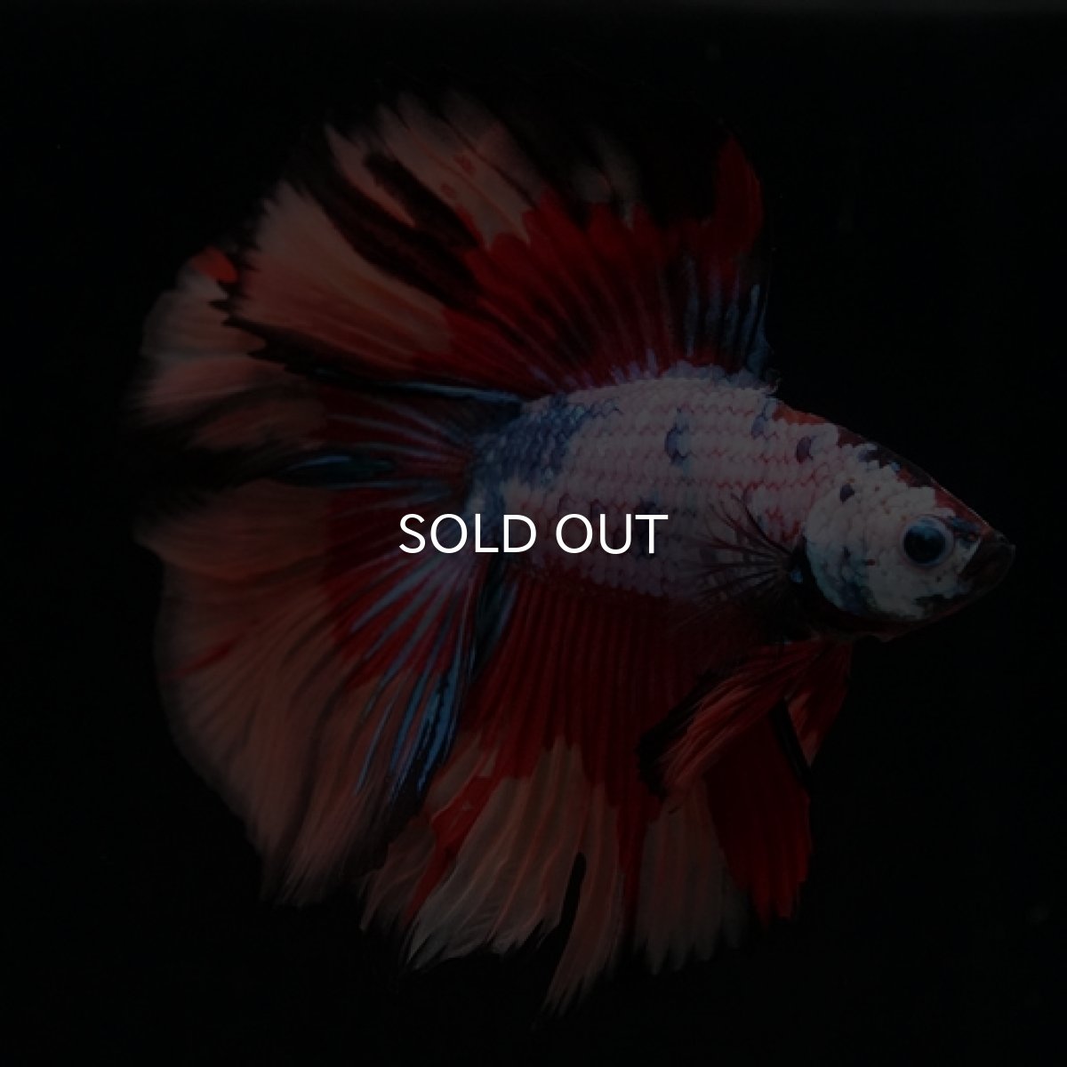 画像11: DTHM　キャンディレインボー (11)