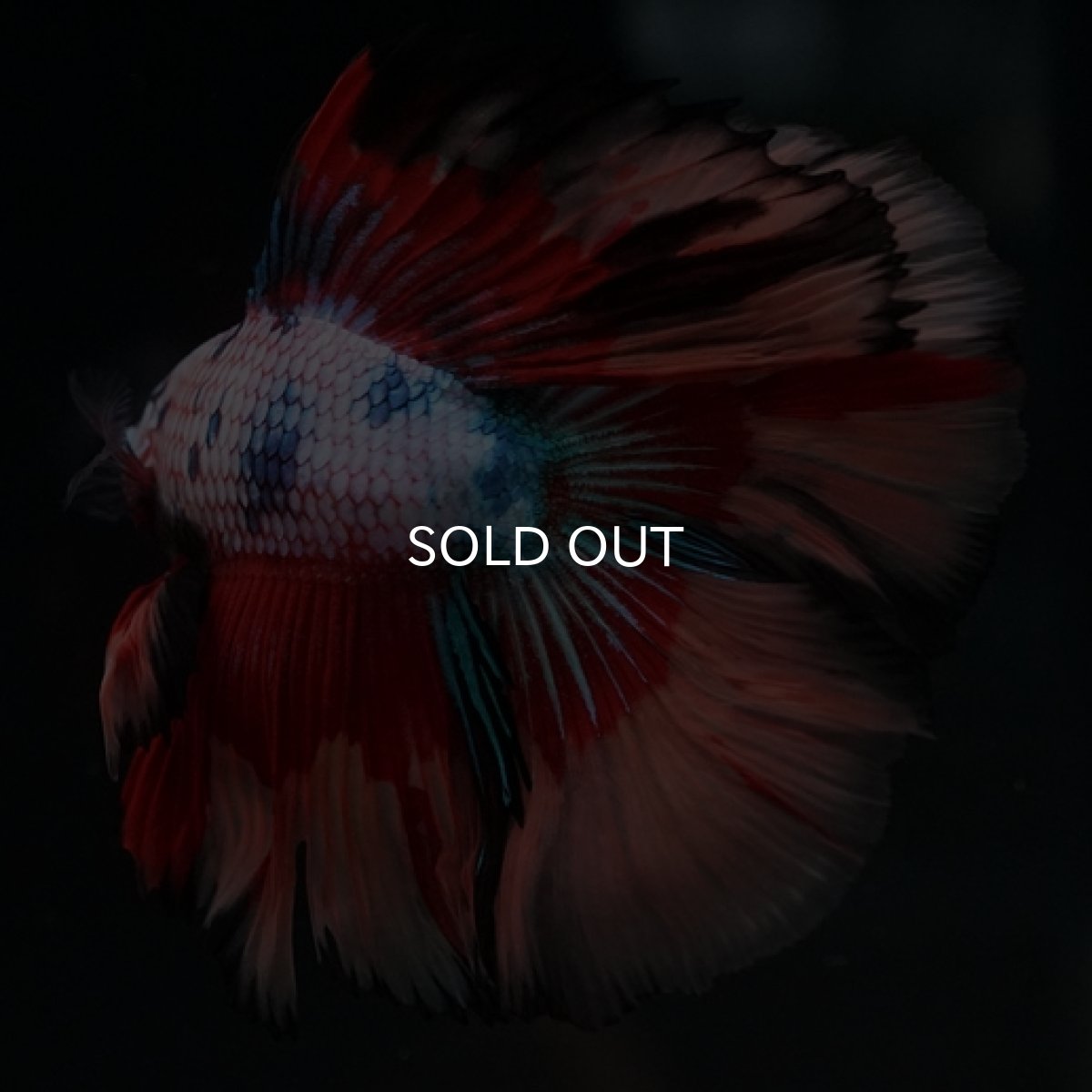 画像3: DTHM　キャンディレインボー (3)