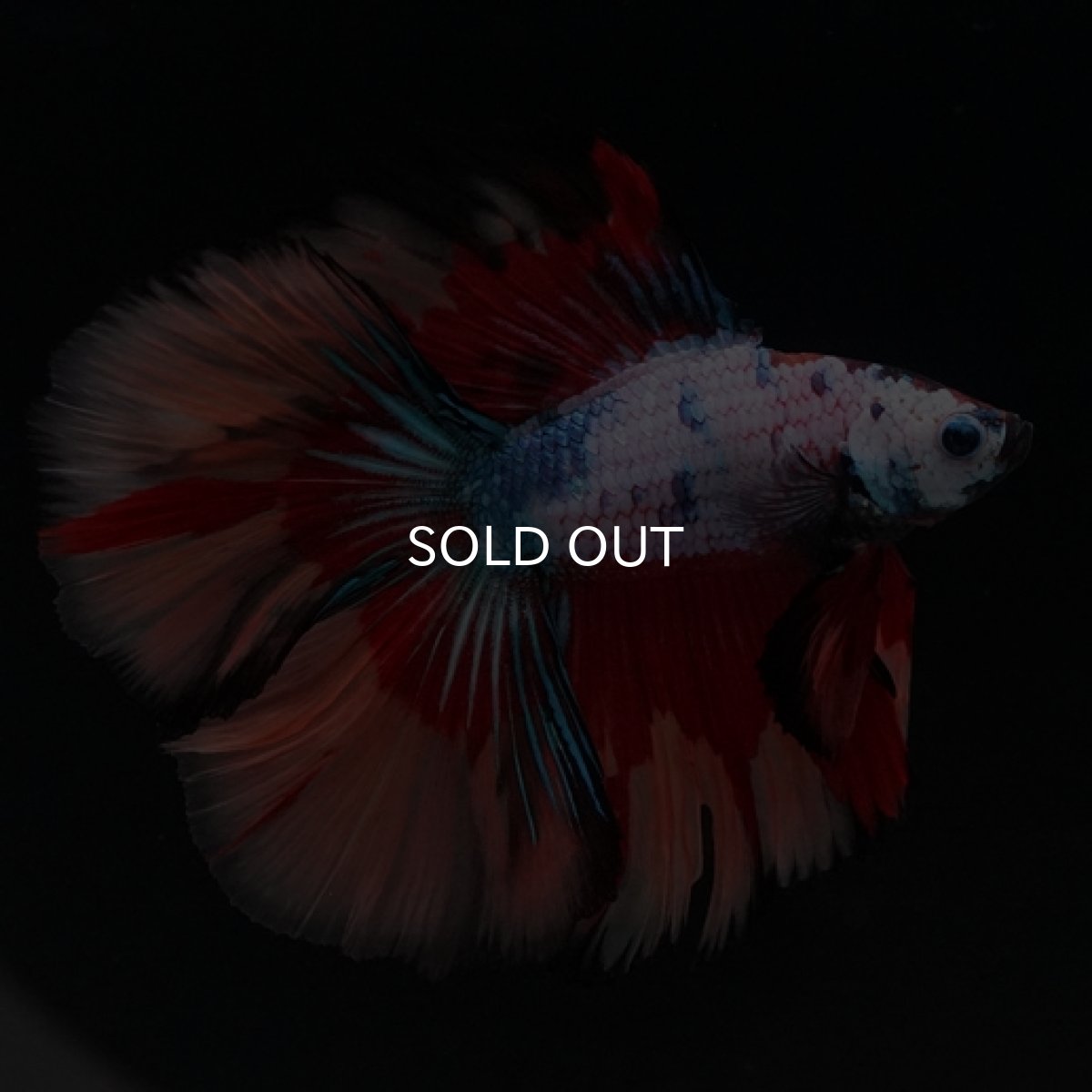 画像10: DTHM　キャンディレインボー (10)