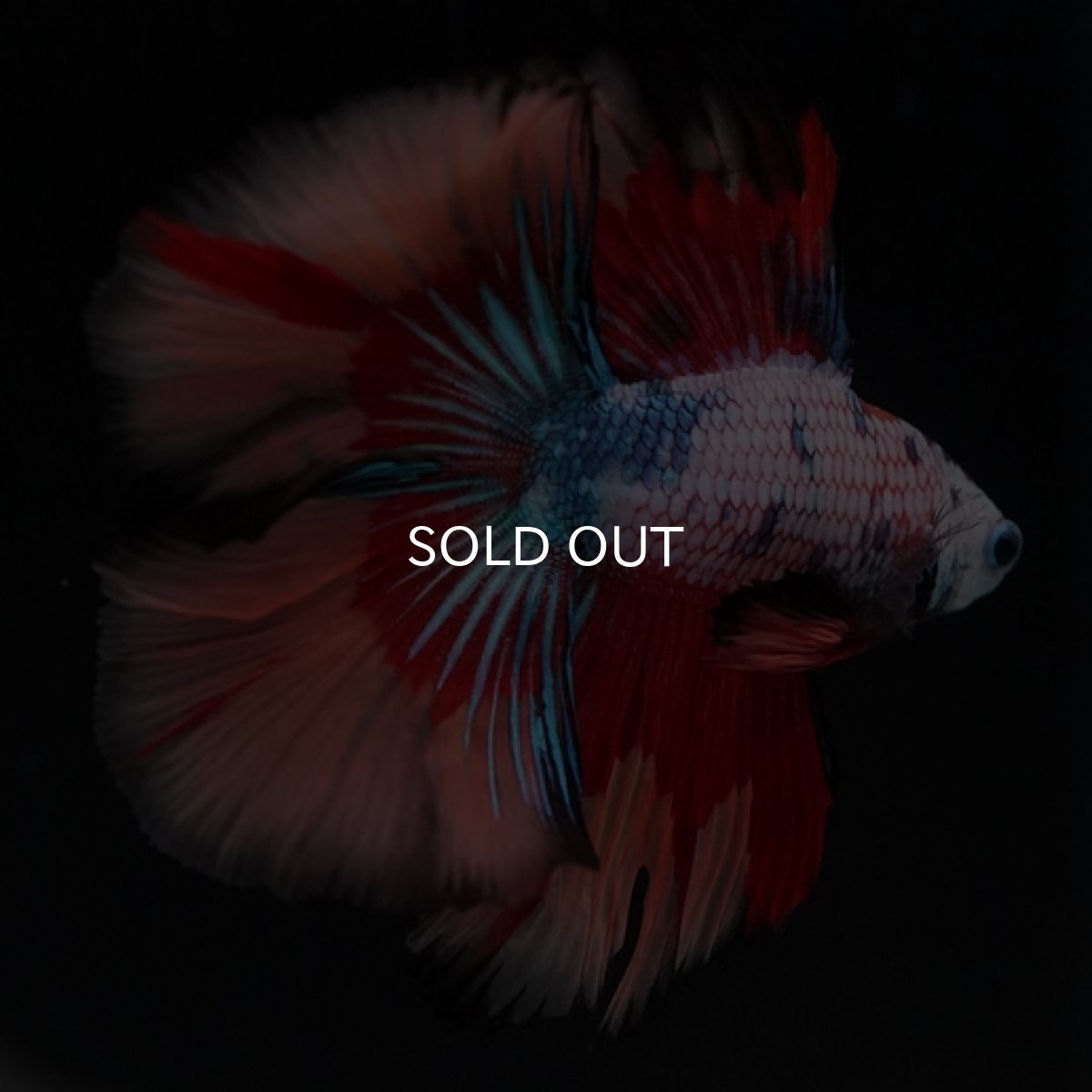 画像9: DTHM　キャンディレインボー (9)