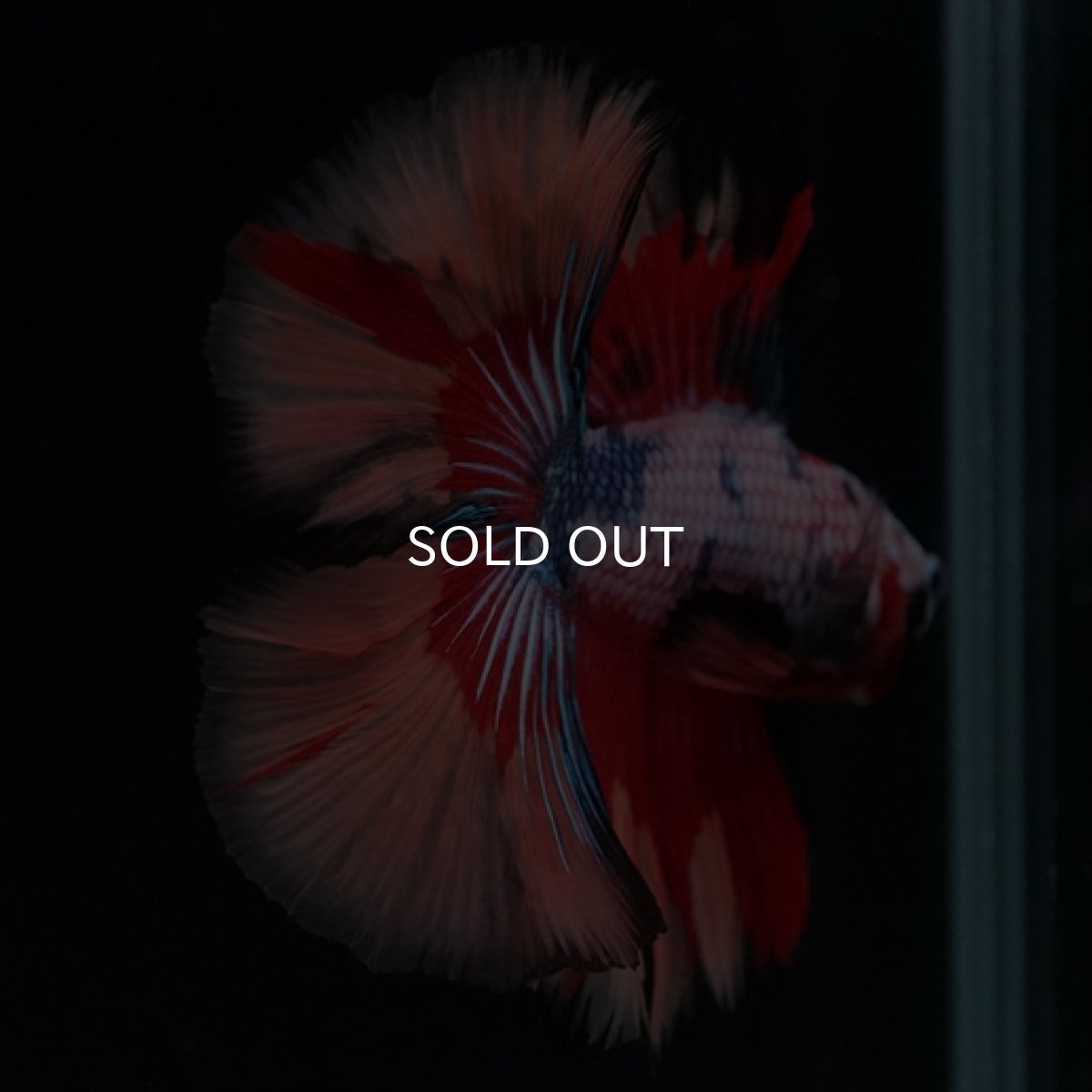 画像8: DTHM　キャンディレインボー (8)