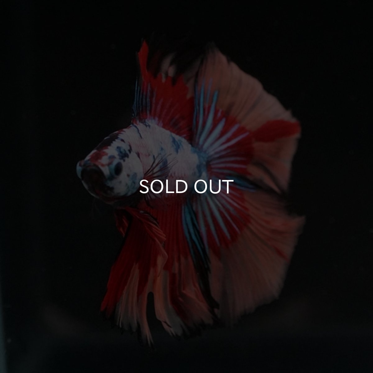 画像7: DTHM　キャンディレインボー (7)