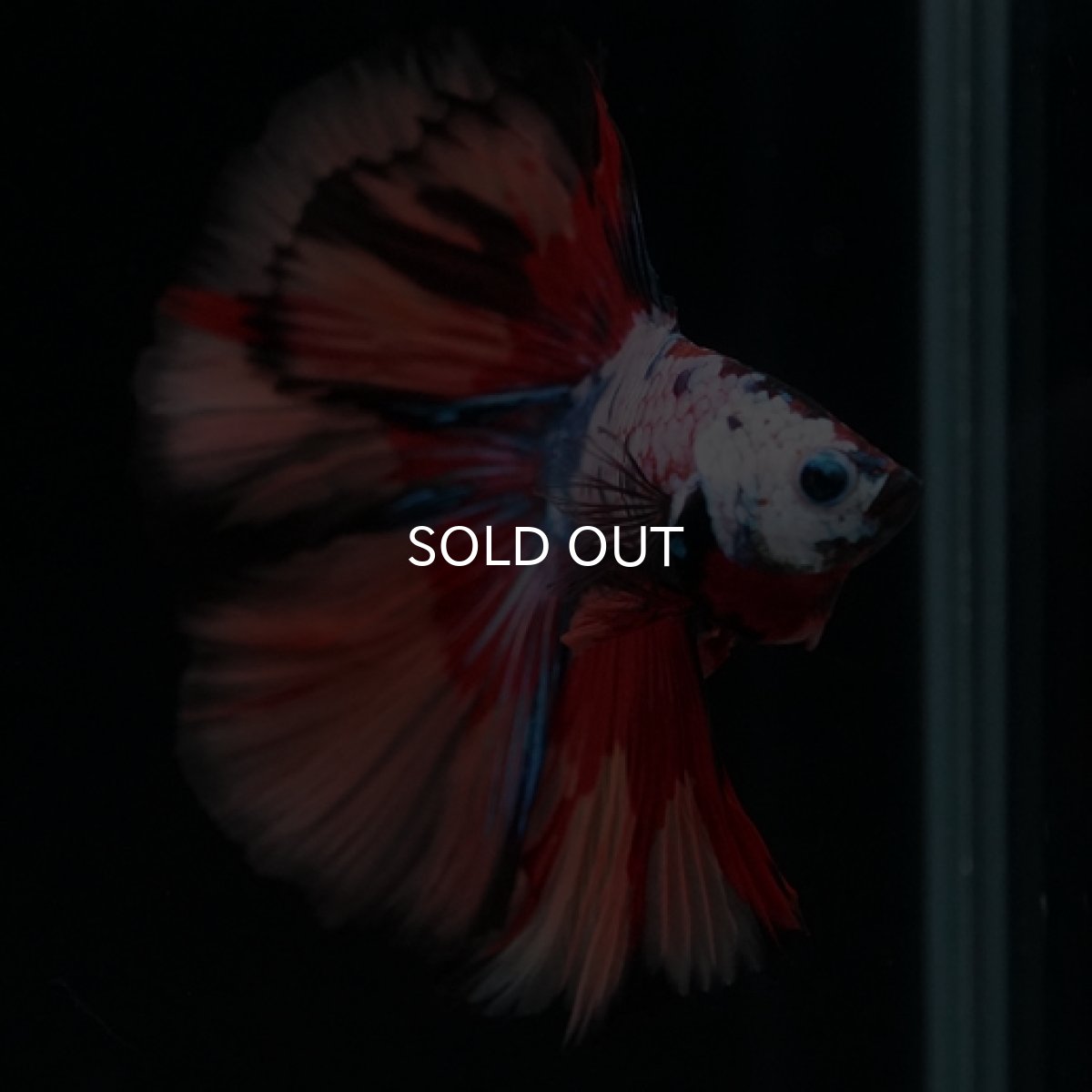 画像6: DTHM　キャンディレインボー (6)