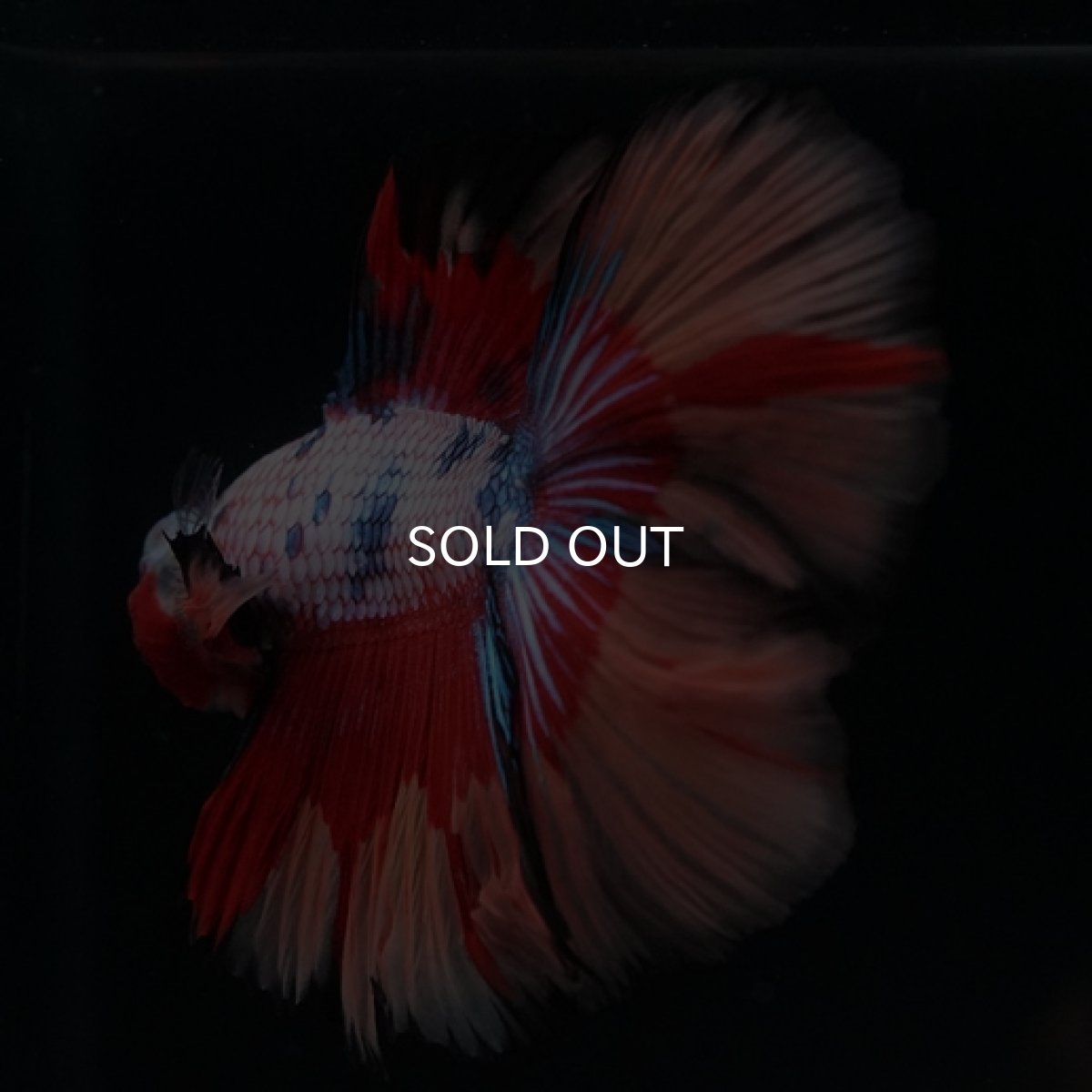 画像5: DTHM　キャンディレインボー (5)