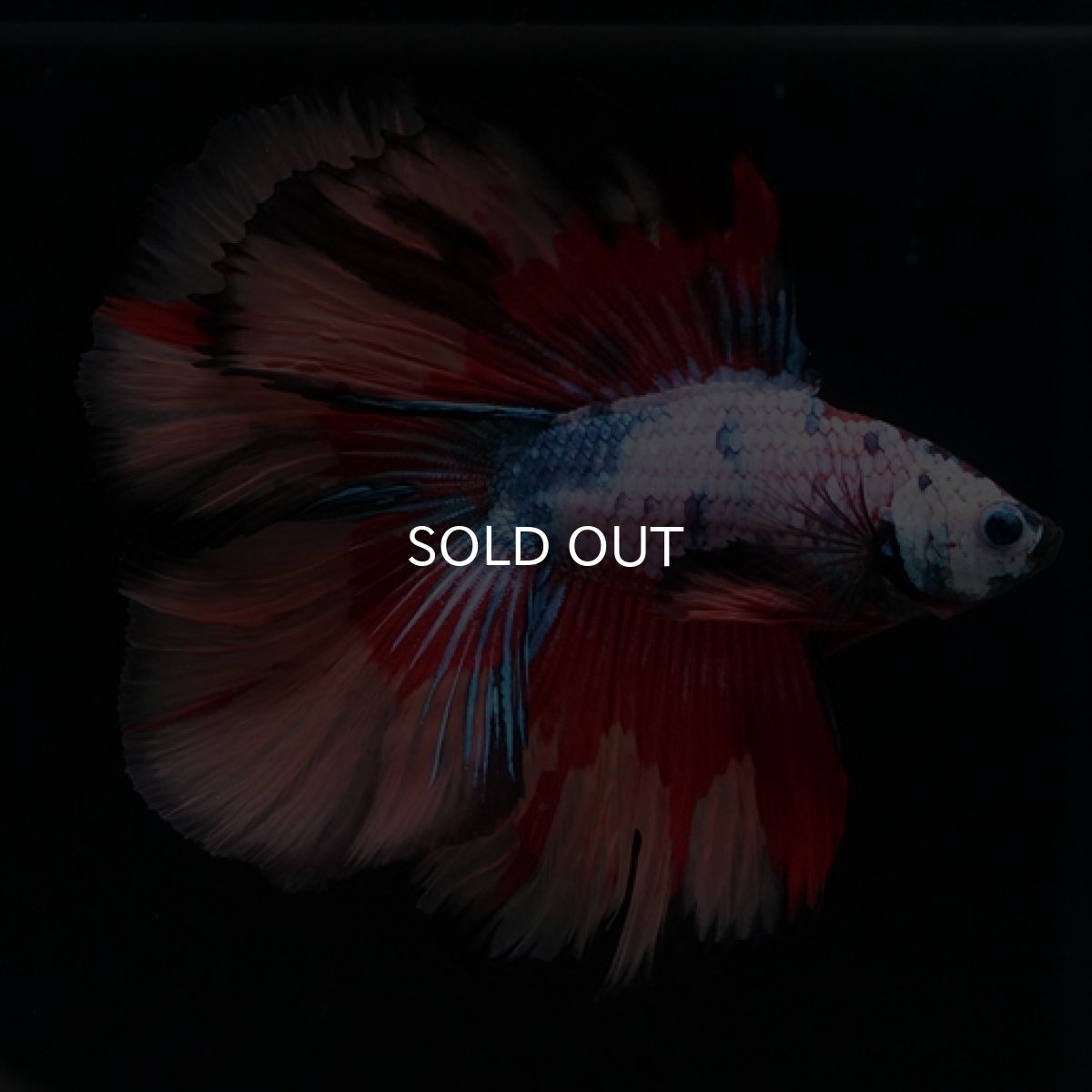 画像2: DTHM　キャンディレインボー (2)