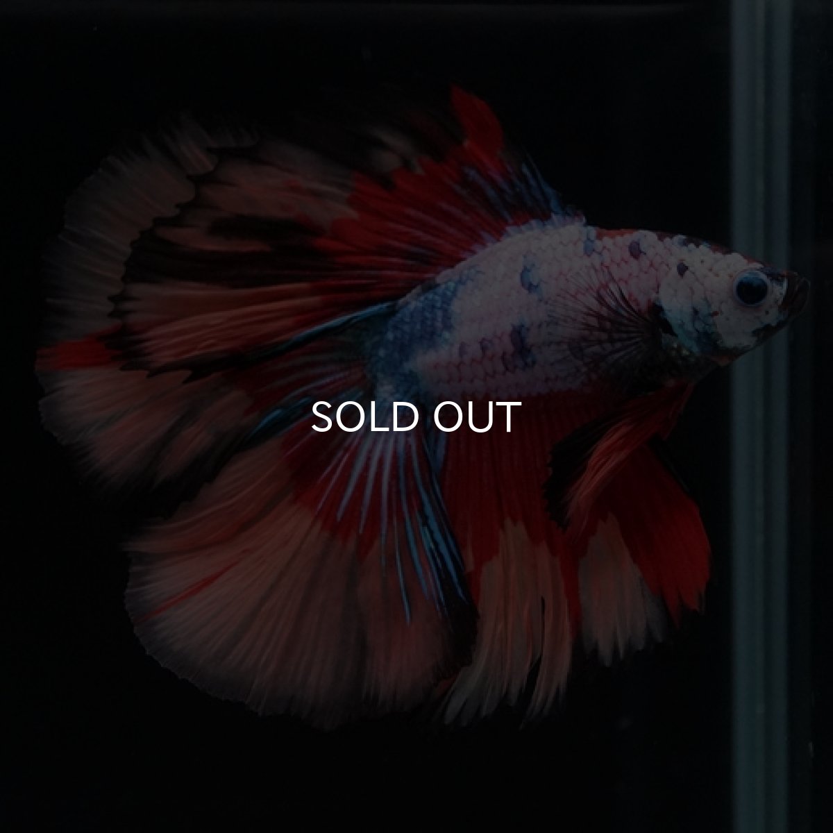 画像4: DTHM　キャンディレインボー (4)