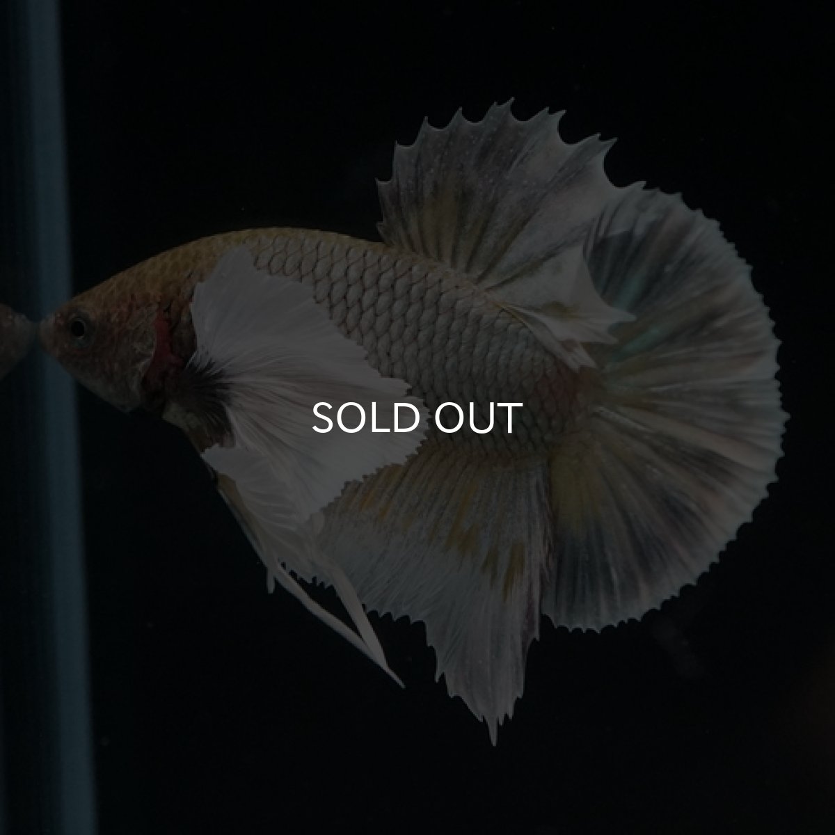 画像12: HMPK　ファンシーカッパーダンボ (12)