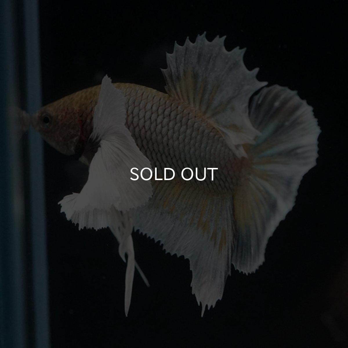 画像11: HMPK　ファンシーカッパーダンボ (11)