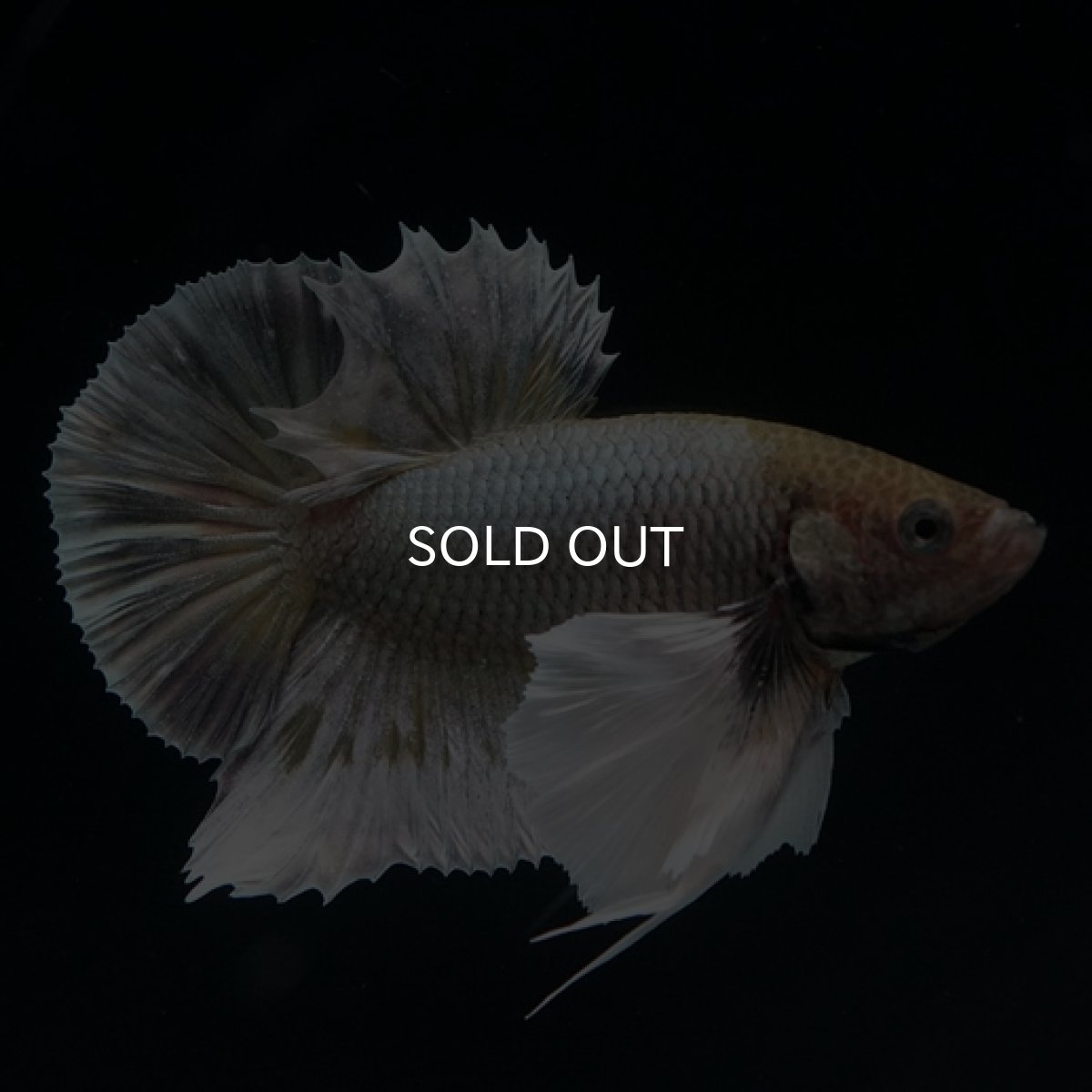 画像2: HMPK　ファンシーカッパーダンボ (2)