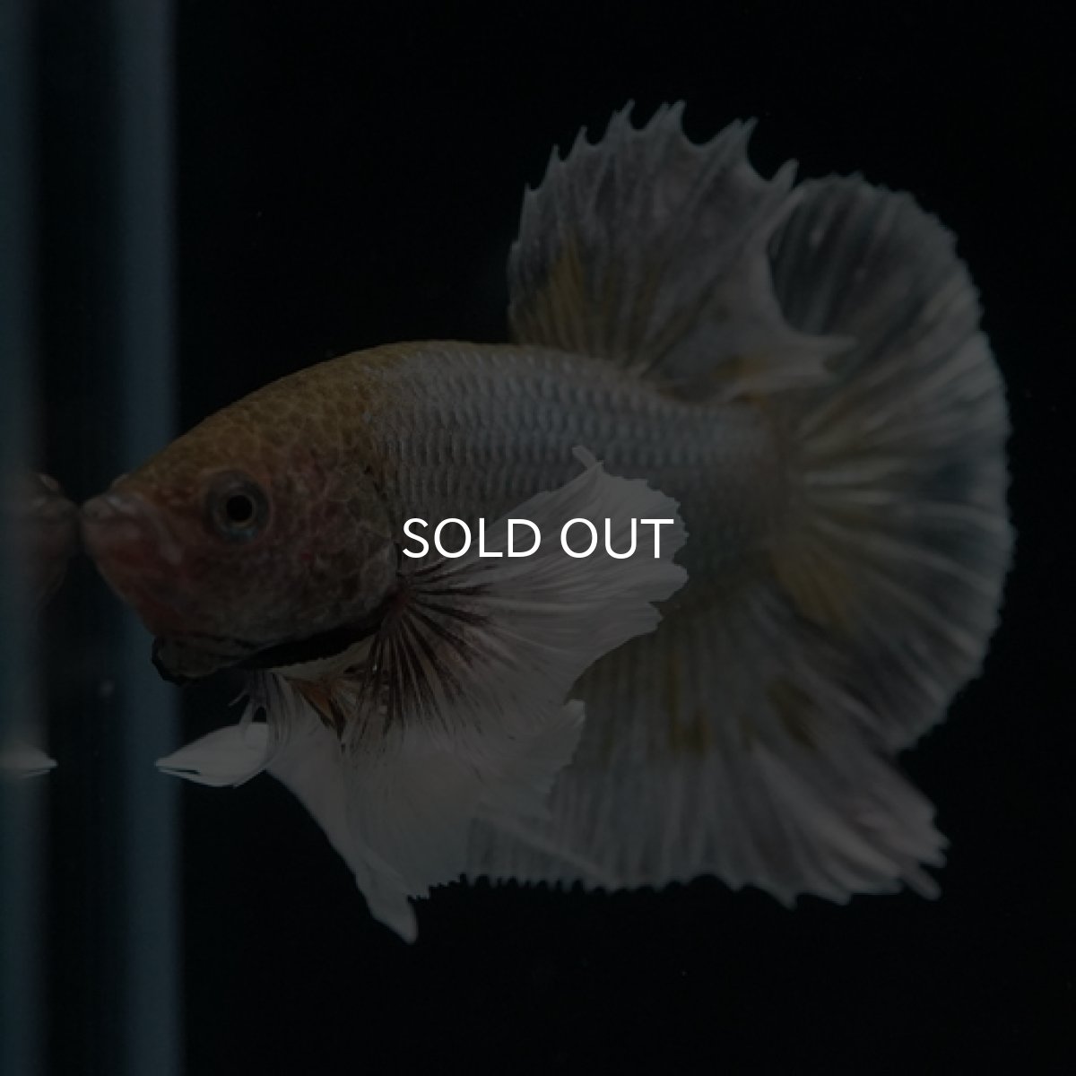 画像7: HMPK　ファンシーカッパーダンボ (7)