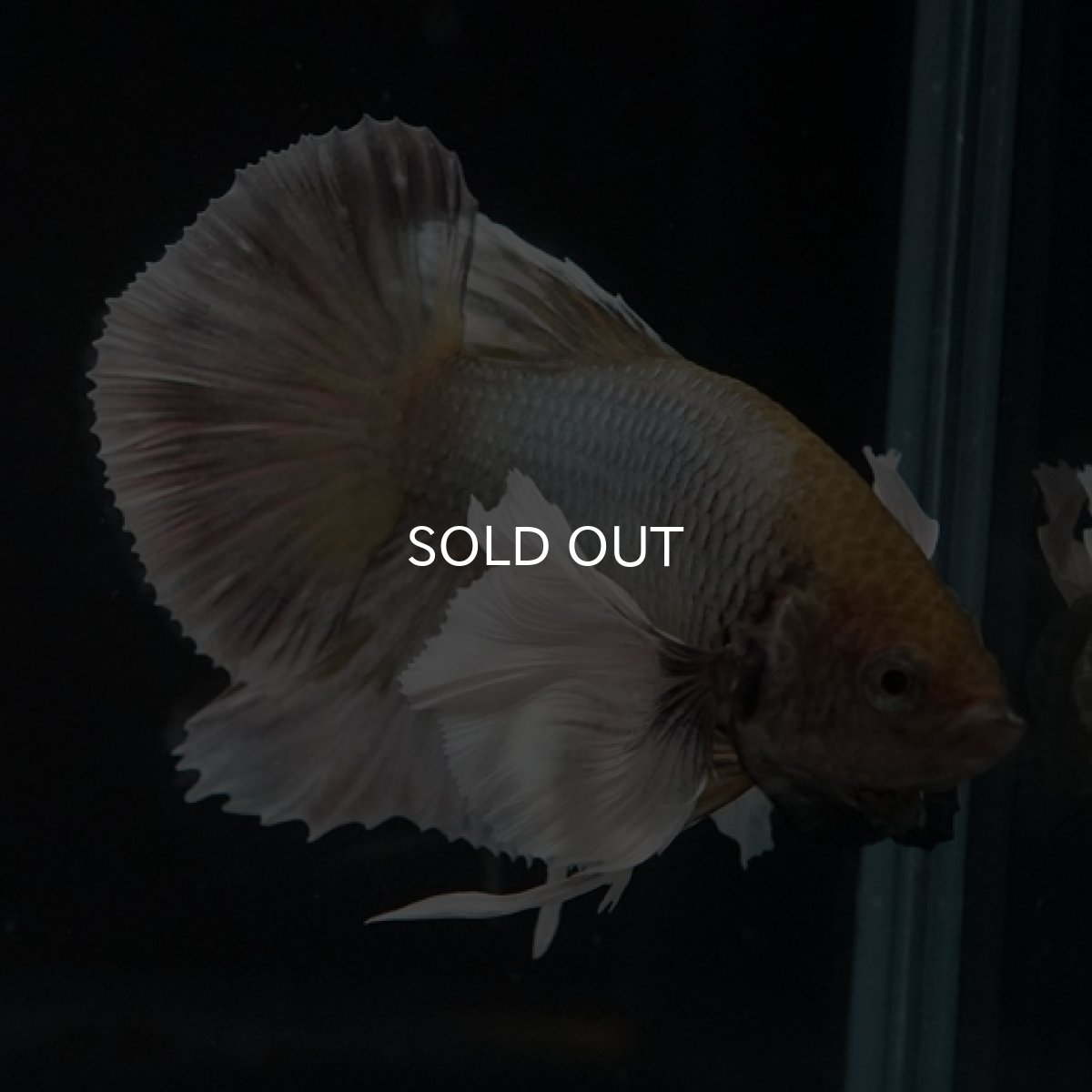 画像6: HMPK　ファンシーカッパーダンボ (6)