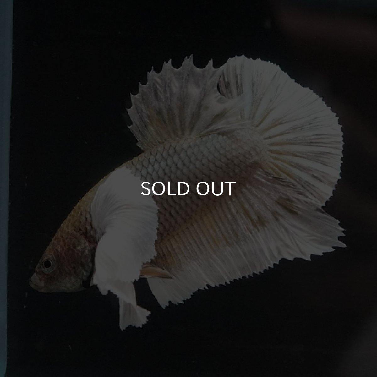 画像5: HMPK　ファンシーカッパーダンボ (5)