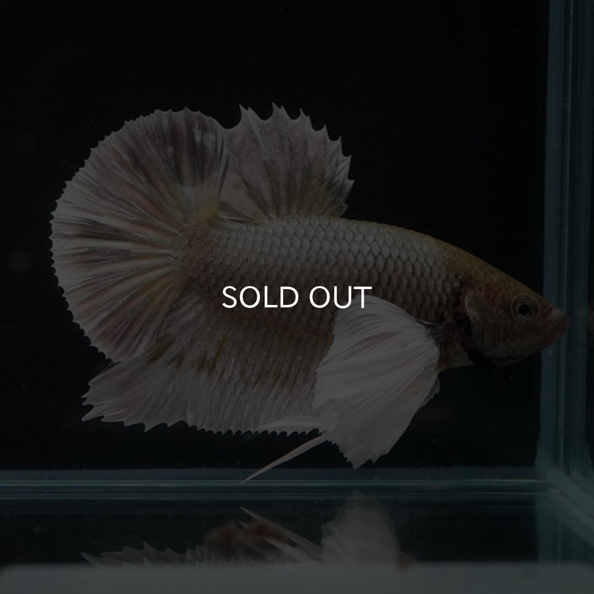 画像4: HMPK　ファンシーカッパーダンボ (4)