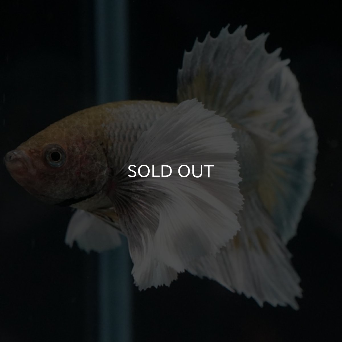 画像3: HMPK　ファンシーカッパーダンボ (3)