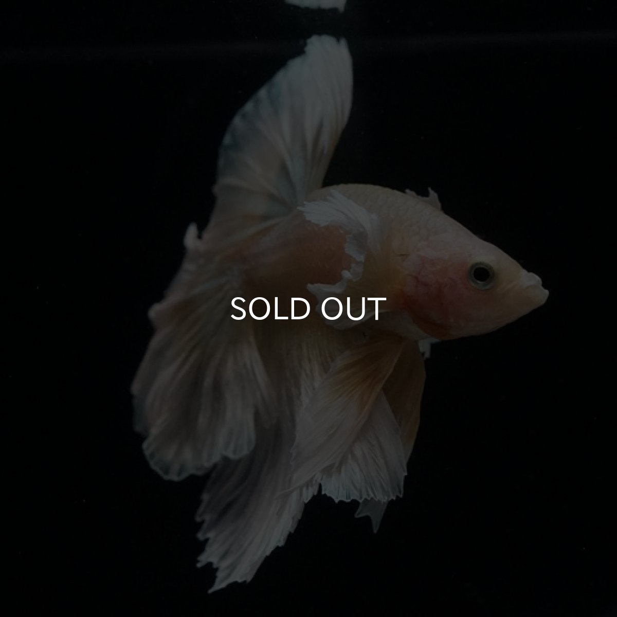 画像8: HM ゴールドダンボ フェザーテール (8)