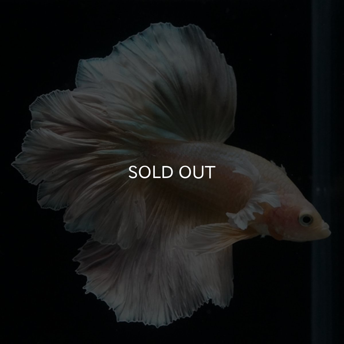 画像2: HM ゴールドダンボ フェザーテール (2)